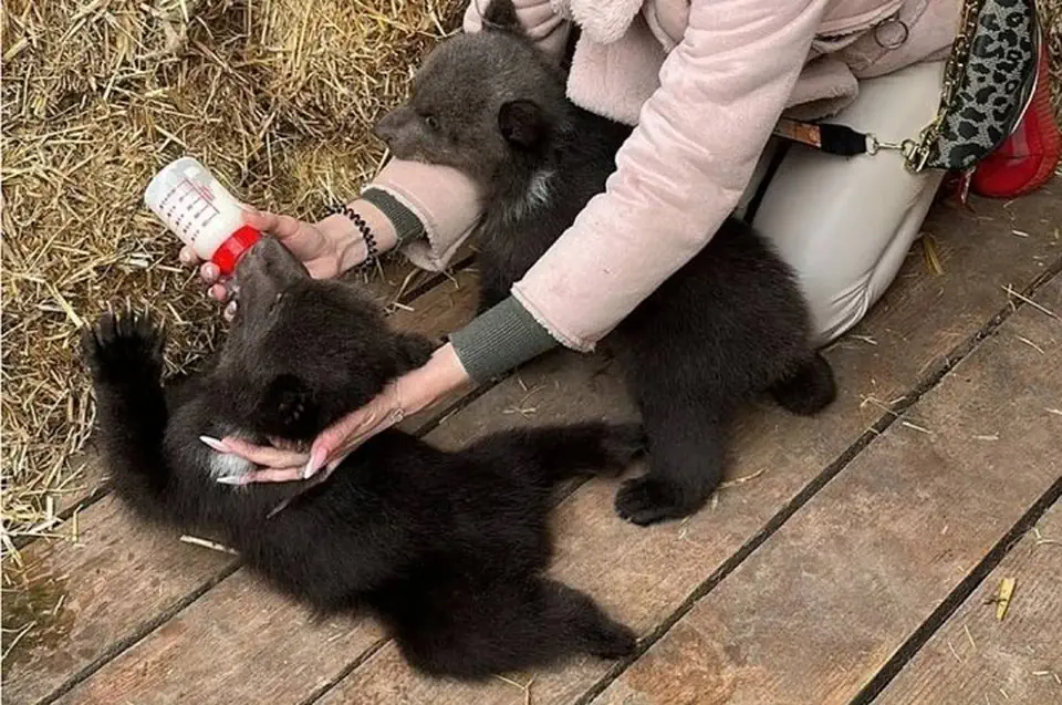 Медведи Сима и Сева ищут дом.